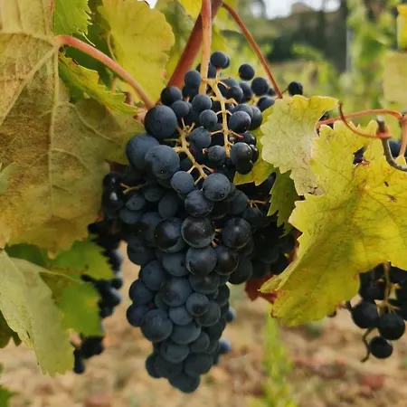 Farm stay Podere Borgaruccio